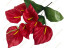 07 Калла 07 Калла
