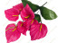 07 Калла 07 Калла