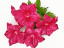 73 Клематис