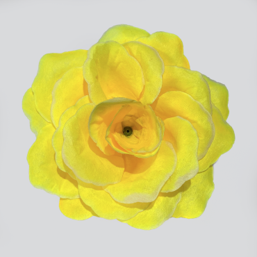 ГК 124 ж Роза Кардинал