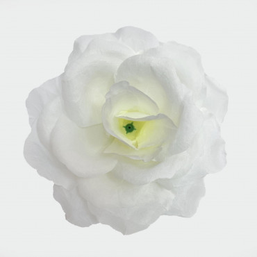 ГК 124  мол Роза Кардинал