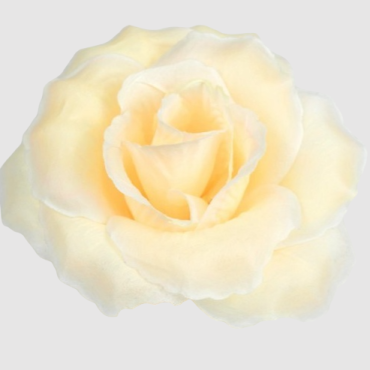 ГК 118-1 пудров Роза декоративная 13 см