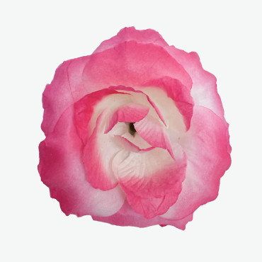 ГК 118-1 бел-мал Роза декоративная 13 см