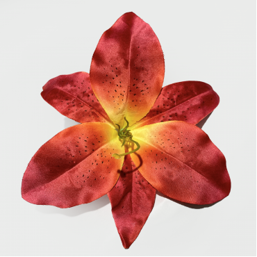 ГК 127 о Комплект лилии тигровой атласной 21 см