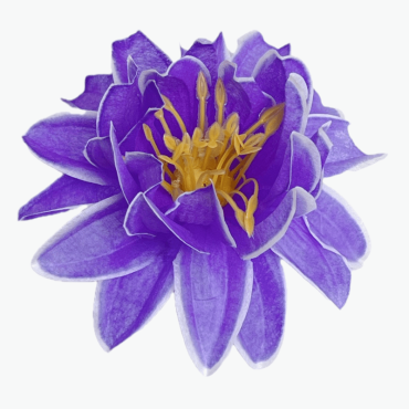 ГК 223 ф Лотос декоративный 12,5 см