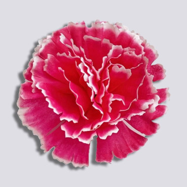 ГК 208 м Гвоздика 9 см