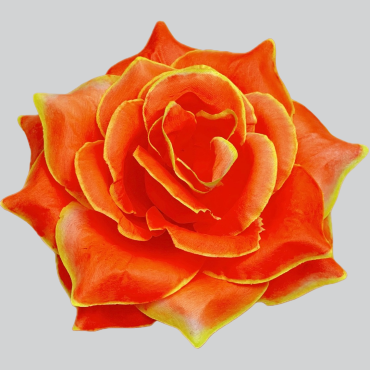 ГК 294 о-ж Роза остролистная 15,5 см 6 слоев