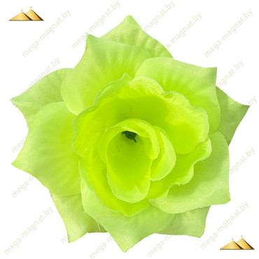 ГК 072 лайм Роза остролистная 13 см