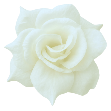 ГК 143-1 мол Роза остролистная 18 см                 