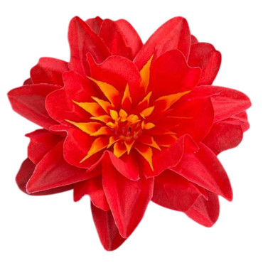 ГК 223 к Лотос декоративный 12,5 см