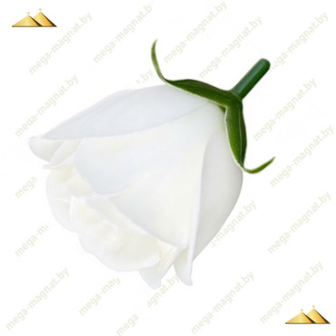 ГК 243 белый Роза бутон 6х4